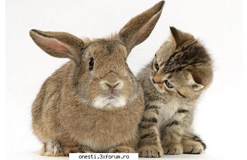 2 animalute - liviumanea - Imagini
